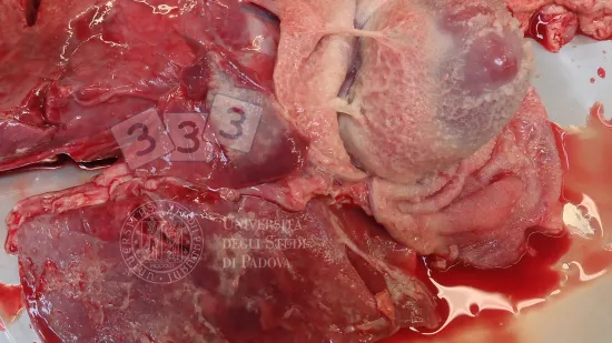 Tydzień 27-sie-2025