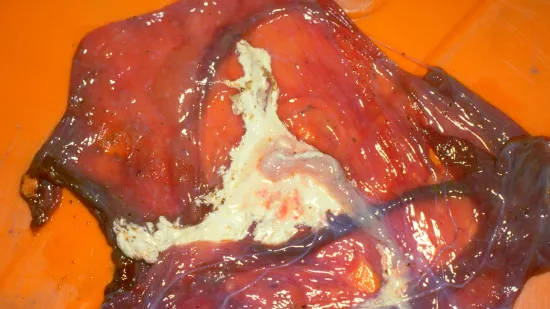 Tydzień 14-paź-2025