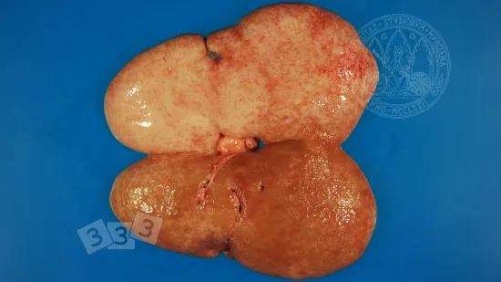 Tydzień 23-wrz-2025